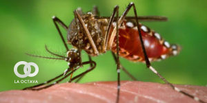 Mosquito, transmisor del Virus del Zika