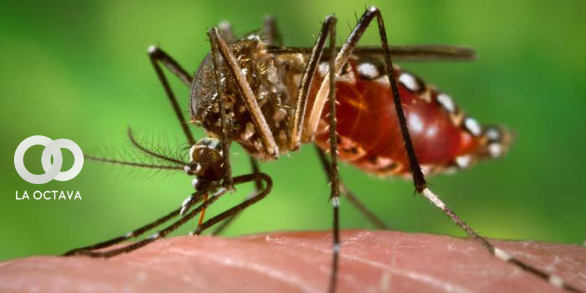 Mosquito, transmisor del Virus del Zika