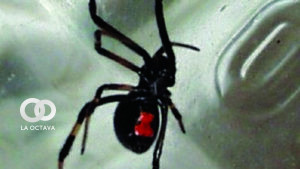 Araña viuda negra