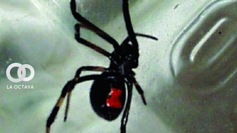 Araña viuda negra