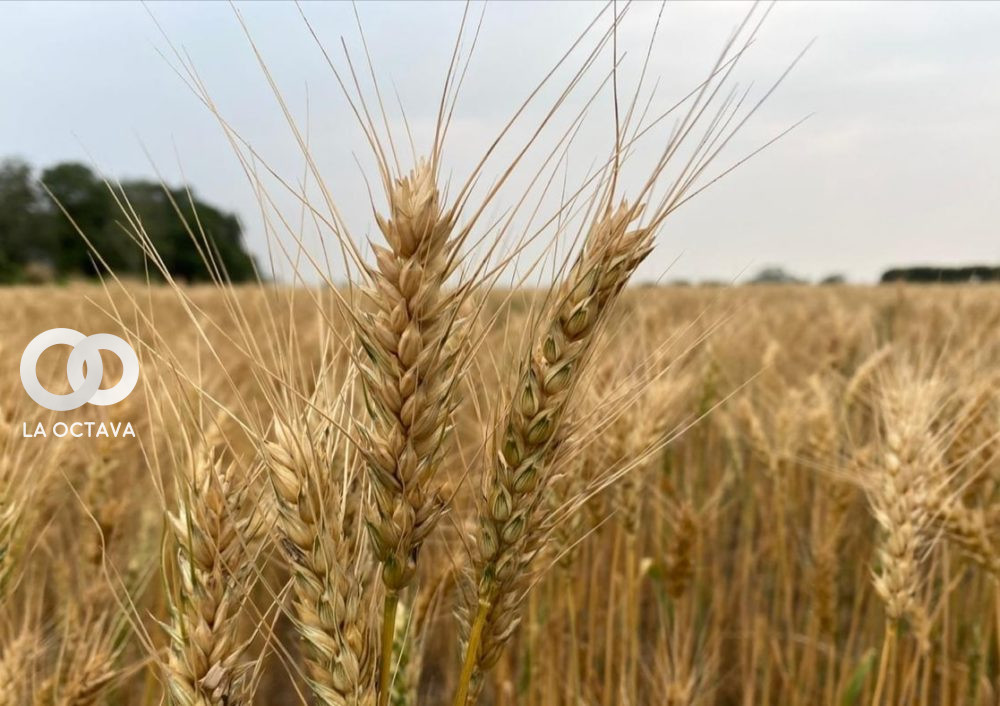 Producción de trigo en el país