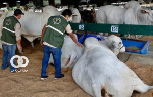 Control sanitario en animales de la Feria Agropecruz 2022