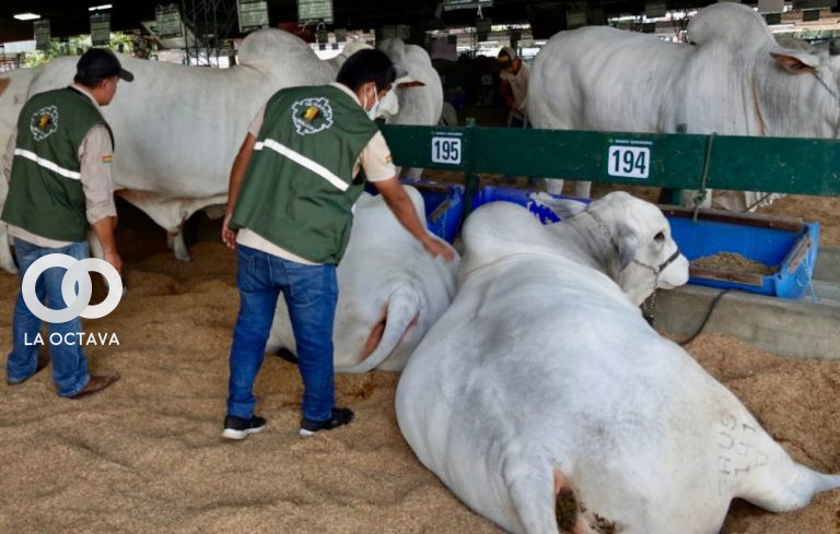 Control sanitario en animales de la Feria Agropecruz 2022