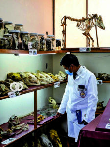 Diferentes cráneos serán expuestos en la noche de museos.