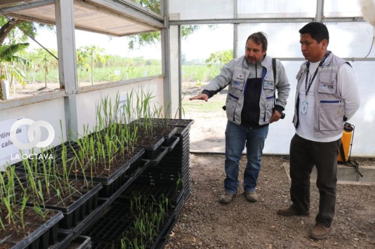 Gobierno implementa proyecto científico para apoyar al sector de caña