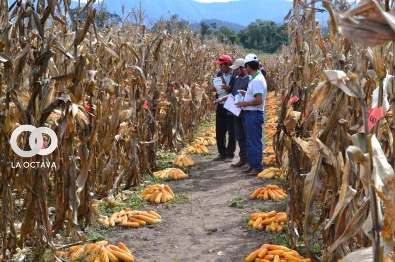 Maíz duro y amarillo para abastecer como insumo a la producción avícola y porcina del país