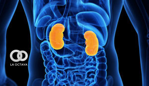 Ilustración de un cuerpo humano donde se destacan los riñones