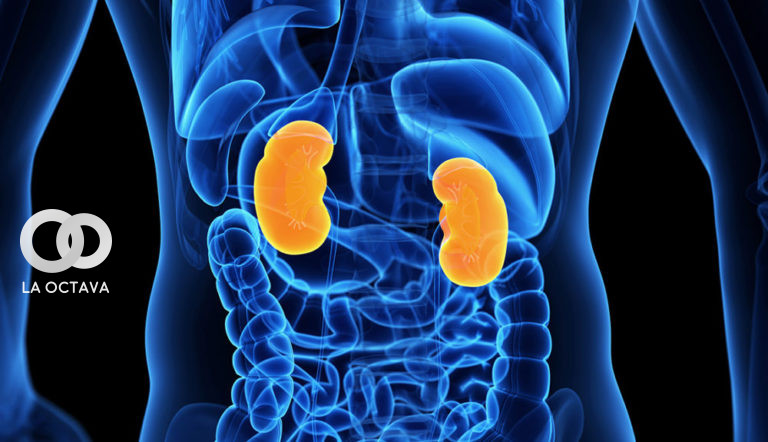 Ilustración de un cuerpo humano donde se destacan los riñones