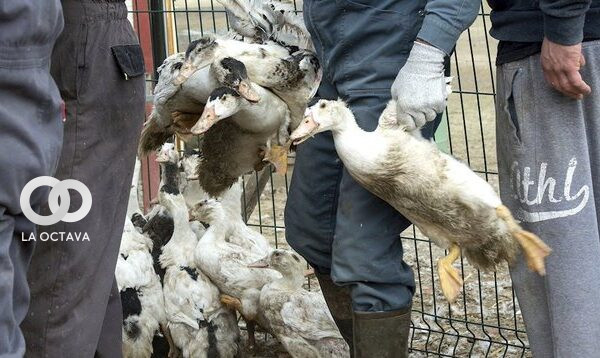 Sacrificio de millones de aves por la gripe aviar en Francia