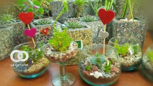 Mini- ecosistemas de terrarios