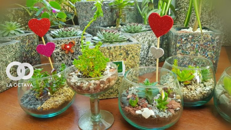 Mini- ecosistemas de terrarios