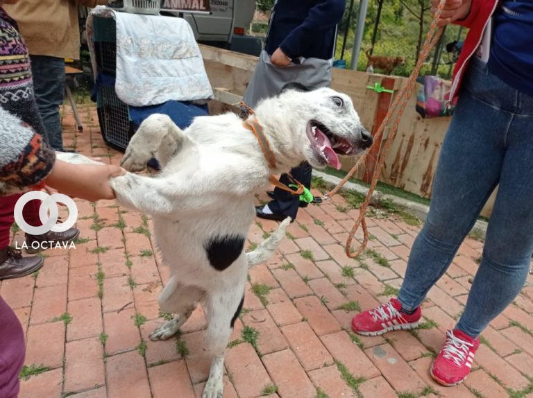 Feria de Adopción de canes mestizos