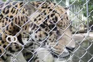 Jaguar del Bioparque Vesty Pakos
