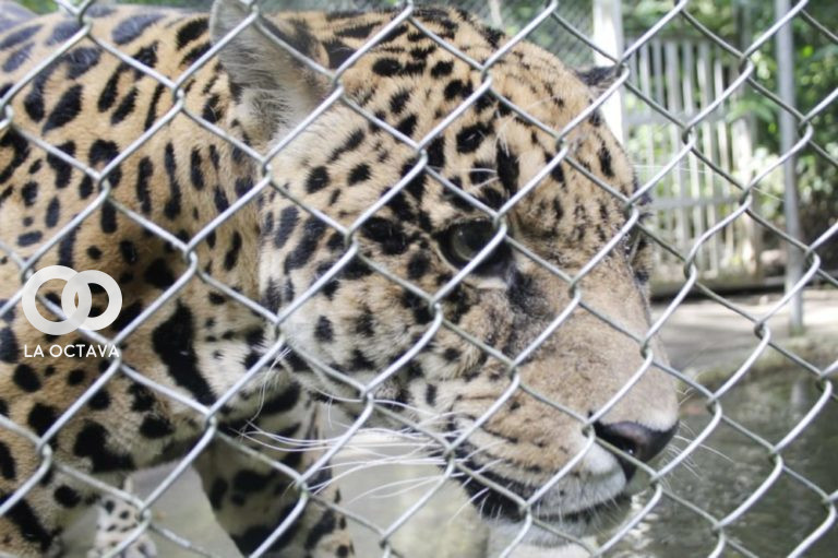 Jaguar del Bioparque Vesty Pakos