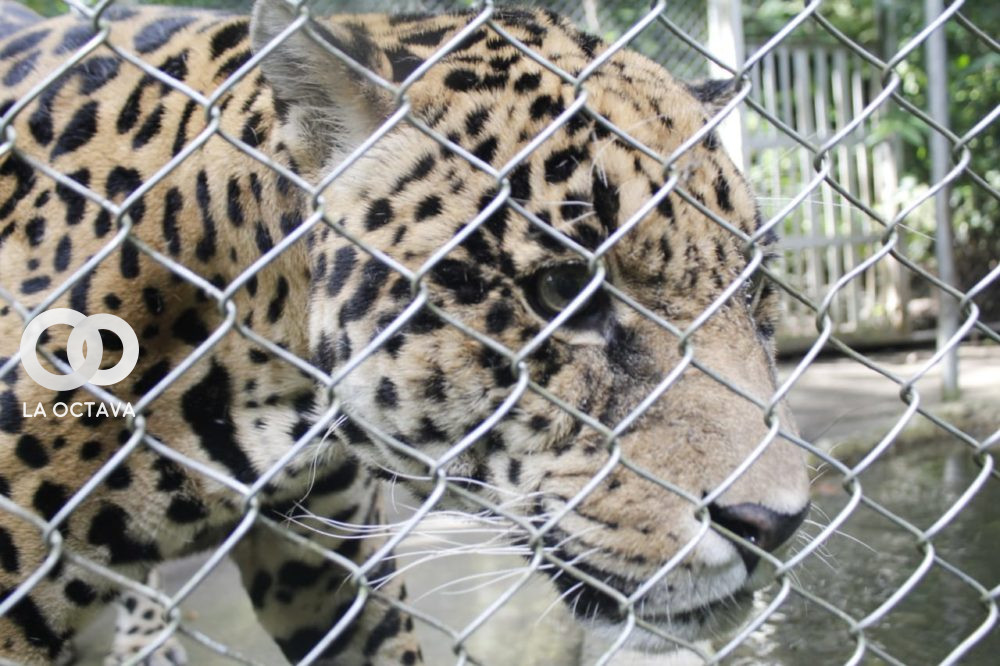 Jaguar del Bioparque Vesty Pakos
