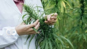 Cannabis podrá ser utilizado como medicina en Argentina, foto: Archivo
