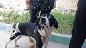 Programa de esterilización para Canes este 20 y 21 de mayo