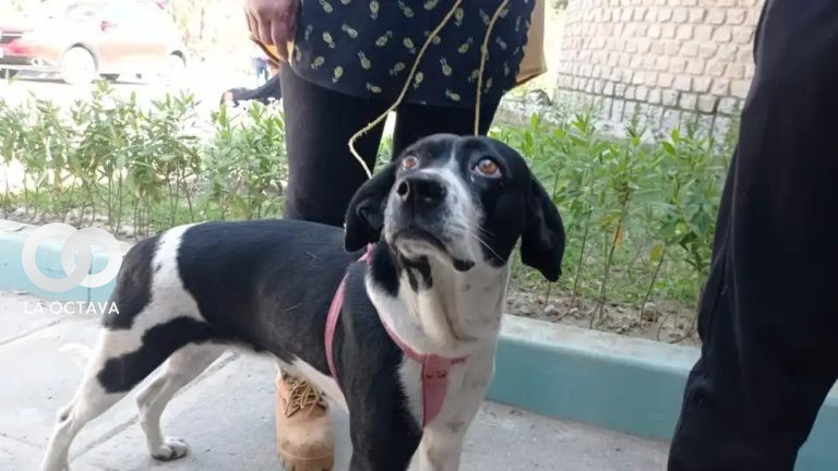 Programa de esterilización para Canes este 20 y 21 de mayo