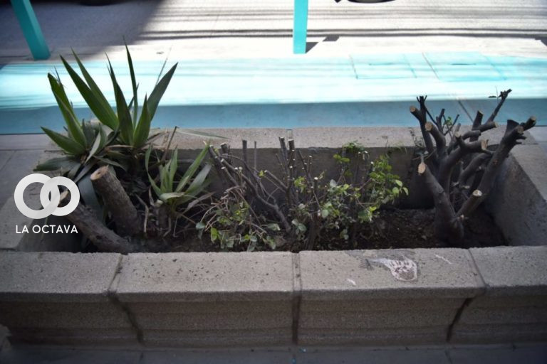 plantines son cortados en el nuevo viaducto