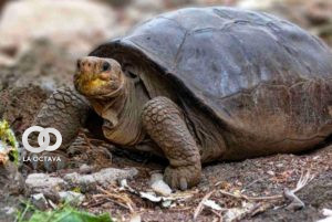 La tortuga fue nombrada Fernanda -que toma su nombre del lugar en la que la encontraron, la isla Fernardina