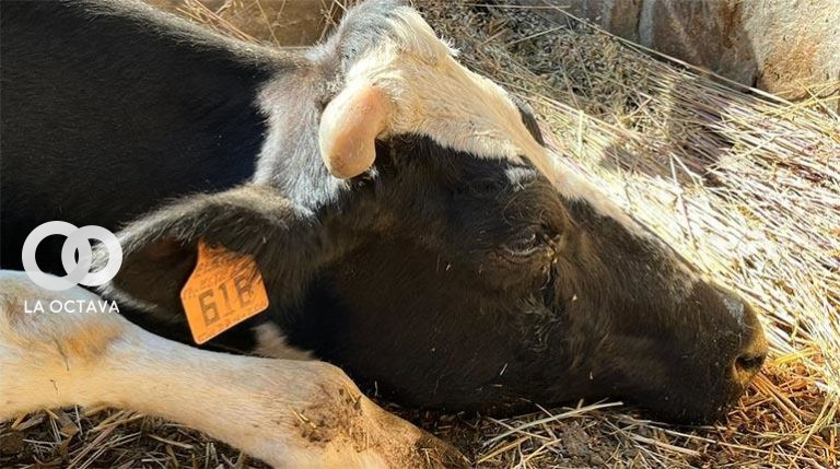 El ganado de la Hacienda Angostura ubicado en el departamento de Cochabamba
