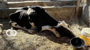 La vaca que murió ayer por estar muy débil en la Hacienda Angostura
