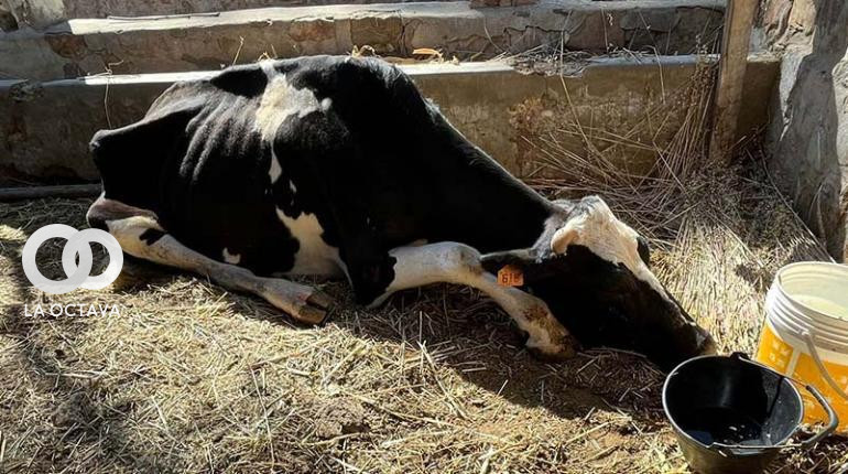 La vaca que murió ayer por estar muy débil en la Hacienda Angostura