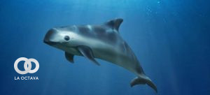 México se moviliza para salvar al "mamífero vaquita marina" de la extinción