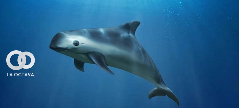 México se moviliza para salvar al "mamífero vaquita marina" de la extinción