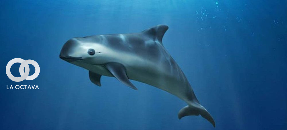 México se moviliza para salvar al "mamífero vaquita marina" de la extinción 