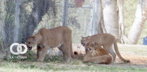 Rescatan animales de la hacienda "La Bendita"