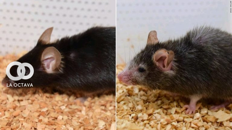 Efecto 'Benjamin Button': científicos logran revertir el envejecimiento en ratones