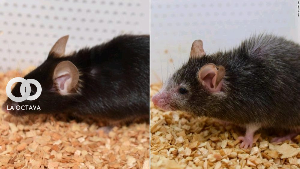 Efecto 'Benjamin Button': científicos logran revertir el envejecimiento en ratones