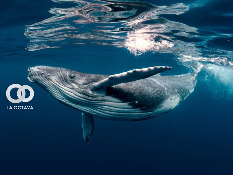 Ballenas Jorobadas