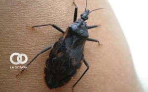 Insecto vinchuca que es causante de la enfermedad de Chagas