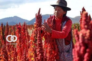 Producción de quinua. Imagen de Referncia