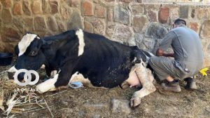 Una de las vacas afectadas por la falta de alimento provocado por avasalladores