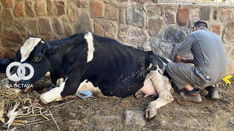 Una de las vacas afectadas por la falta de alimento provocado por avasalladores