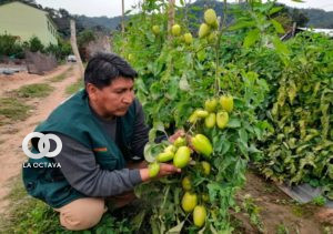 Primera campaña fitosanitaria de prevención contra las plagas de las hortalizas en 3 municipios del departamento de Tarija.