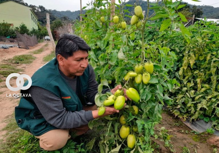 Primera campaña fitosanitaria de prevención contra las plagas de las hortalizas en 3 municipios del departamento de Tarija.