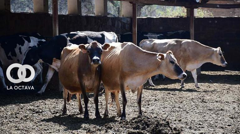 El ganado lechero de la Hacienda Angostura afectado por los avasallamientos