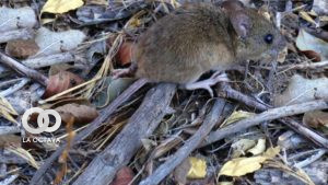 El hantavirus se contagia por inhalar heces de roedores.