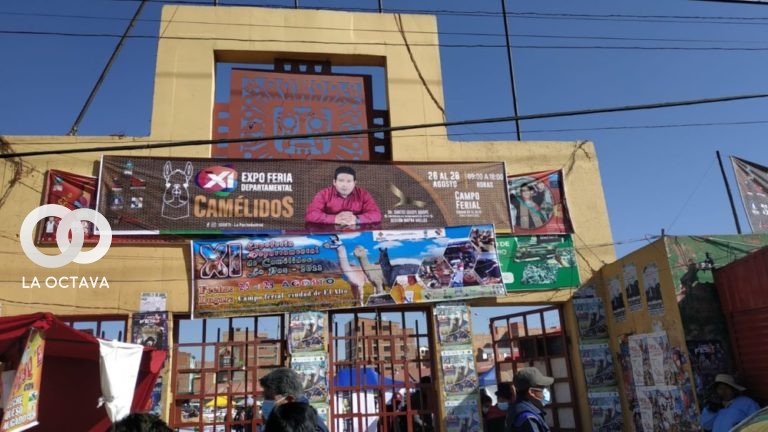 Segundo día de ferias de camélidos