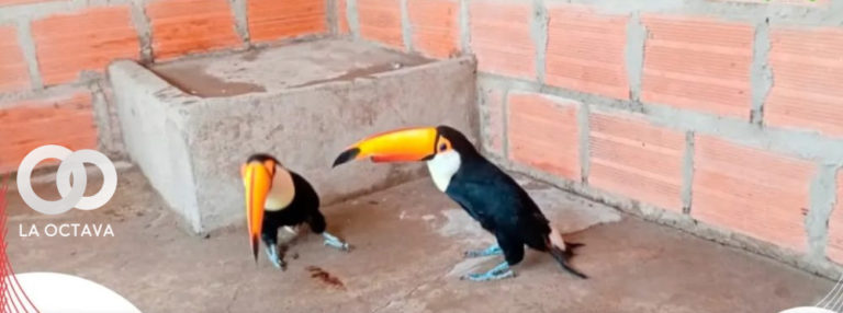 Dos tucanes fueron rescatados por un ciudadano