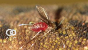 mosquito transmisor de la Leishmaniasis