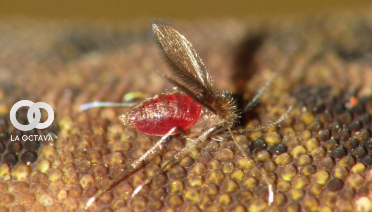 mosquito transmisor de la Leishmaniasis