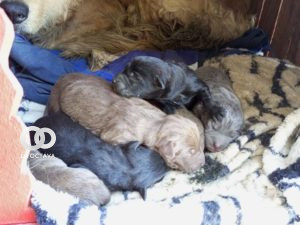 Cachorros recien nacidos son encontrados con su madre sobre la av. Litoral.