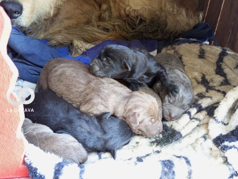 Cachorros recien nacidos son encontrados con su madre sobre la av. Litoral.