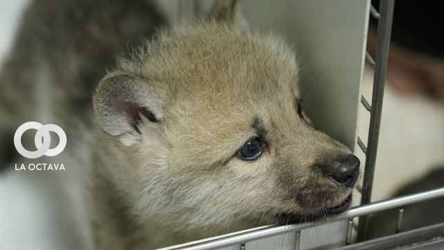 Maya, la primera loba ártica clonada por una empresa china.