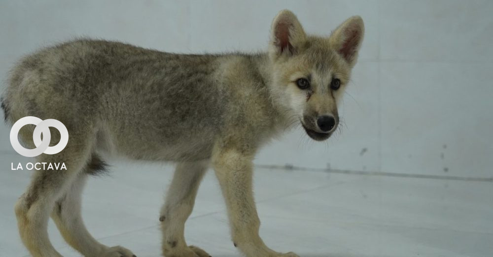 Nace el primer ejemplar de lobo ártico clonado.